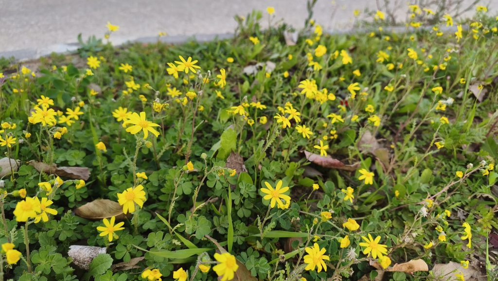 תמונות מהשטח עם ה- Xiaomi Redmi Note 15 Pro