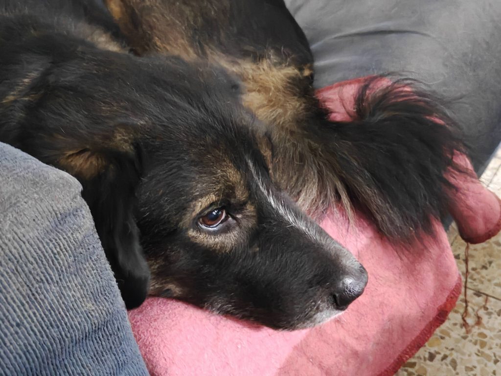 צילום בעלי חיים עם המצלמה של ה- OnePlus 15R