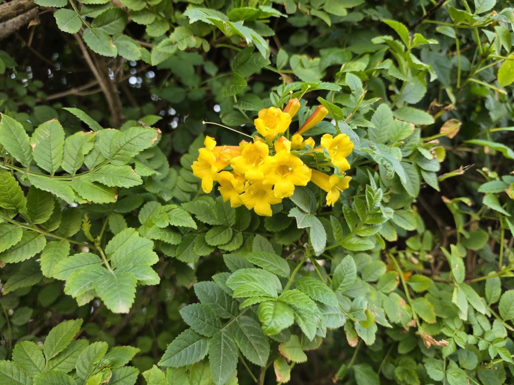 צילום עם המצלמה הראשית